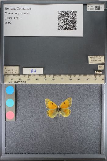 Media type: image;   Entomology 193825